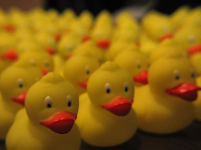 duck_army_2