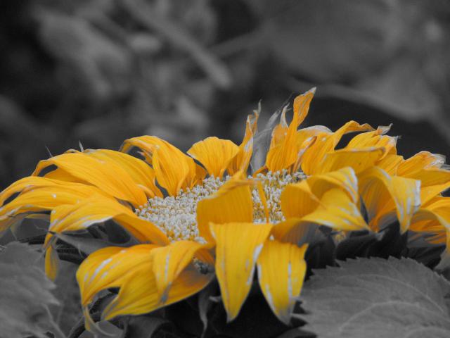 Even Sunflowers Fade