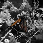 Lone Butterfly