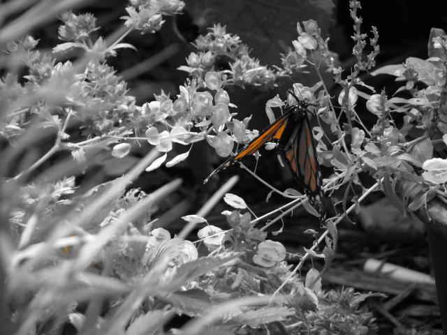 Lone Butterfly