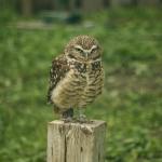 burrowing_owl_1