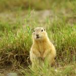 Confused Gopher