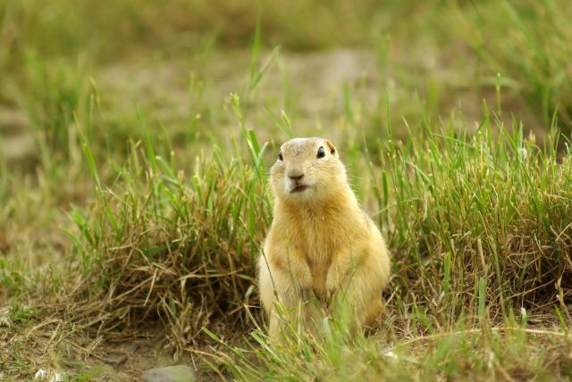 Confused Gopher